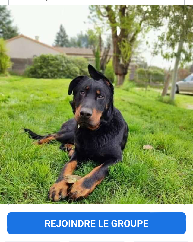 Umpa  beauceron cherche une famille d’accueil ou des adoptants.  5f3e0910