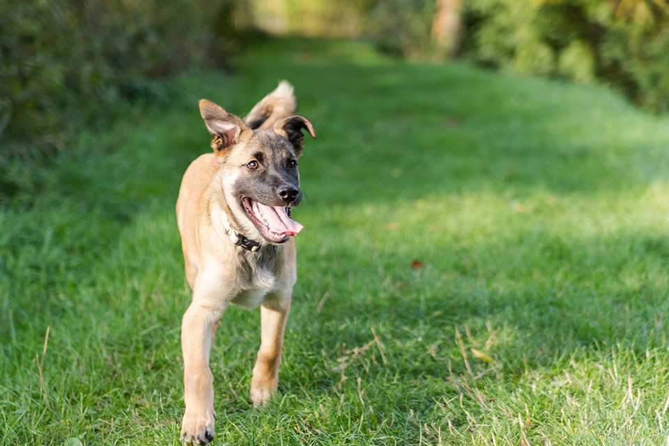 Petit coup de pouce pour Philo, 4 mois, croisée berger/malinois  72219411