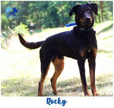 Rocky, adorable beauceron né en 2017 78954610