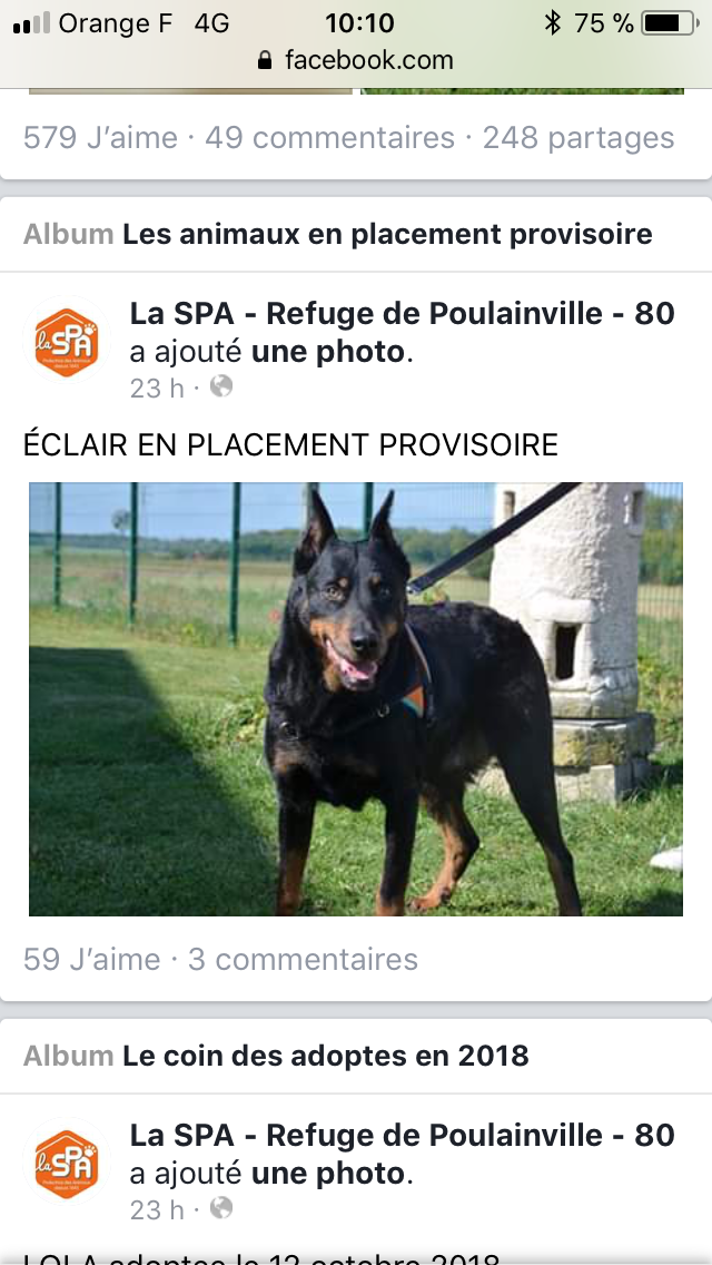 ECLAIR jolie femelle beauceronne née en 2009 8036a510