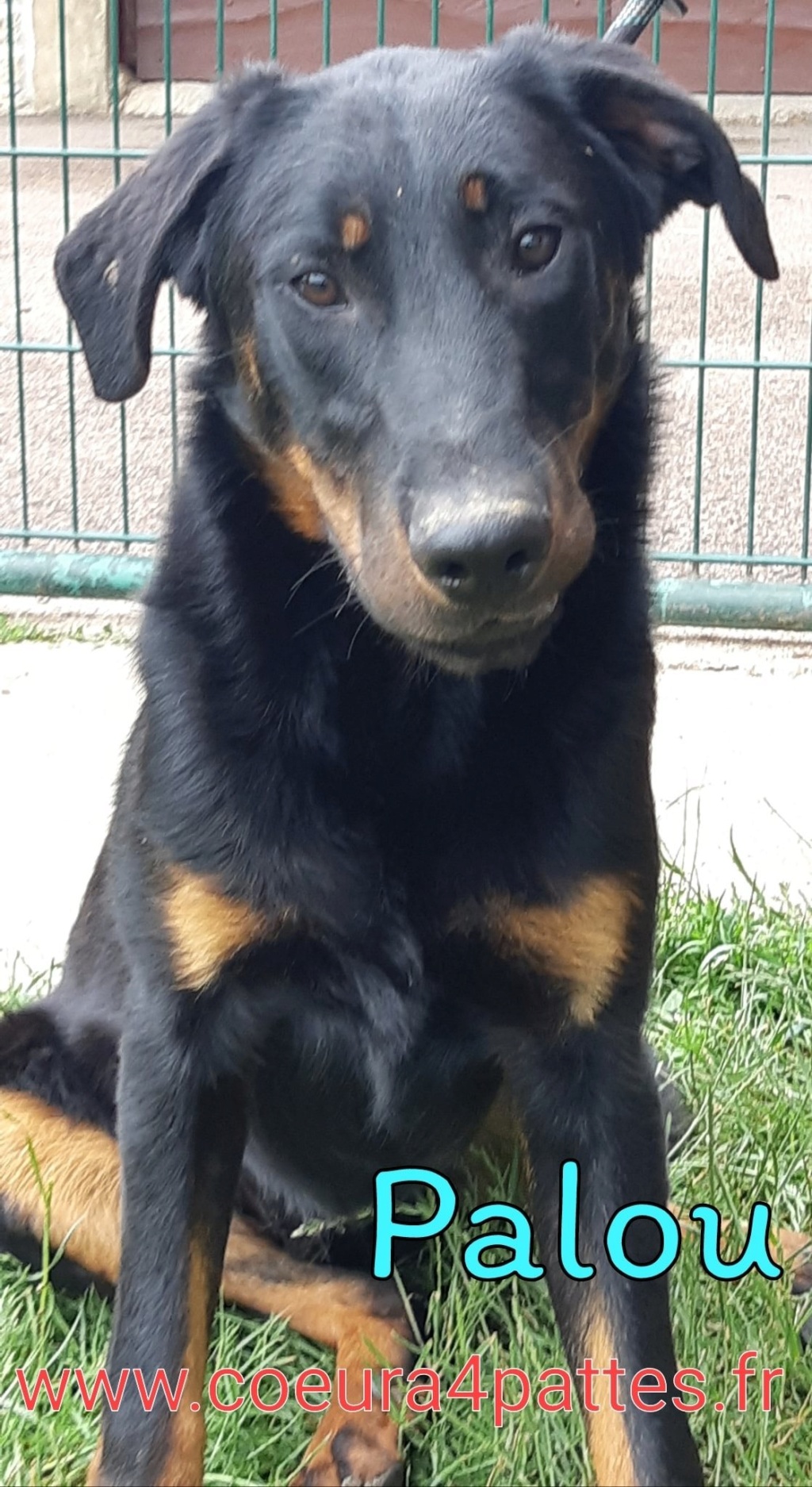 Palou beauceron LOF né en septembre 2019 83339010