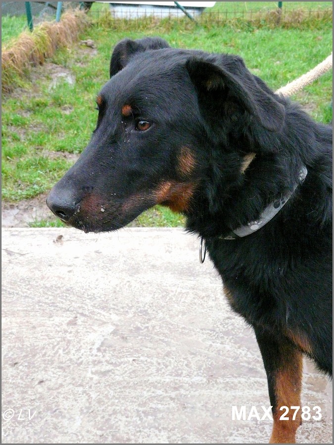 Max beauceron né en 2018 84398810