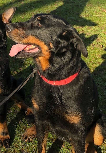 Jeffie, beauceronne LOF née en mai 2014 90027610