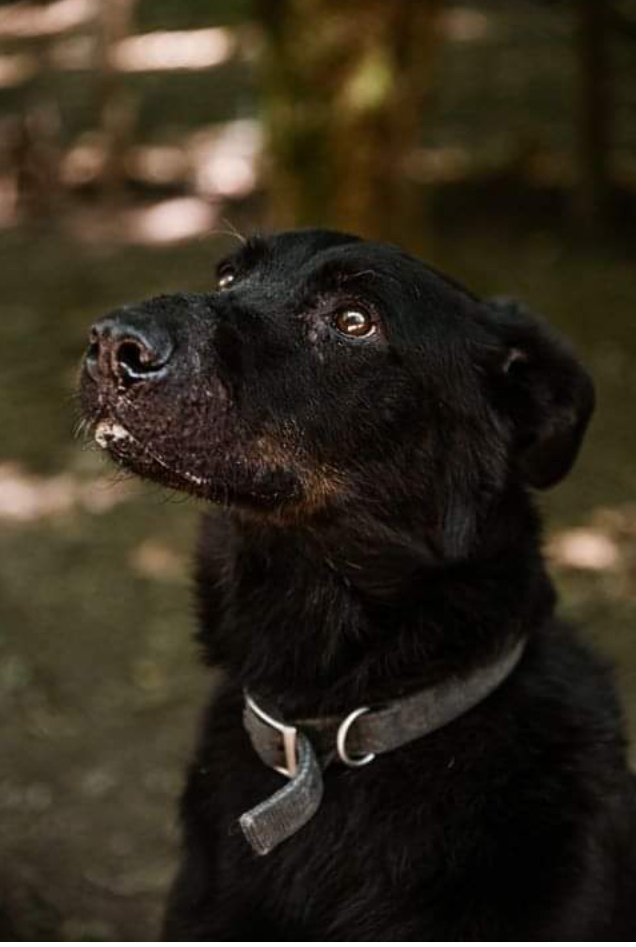 Boy beauceron né en 2011 déja 6 ans de refuge. Un très gentil loulou 9b198610