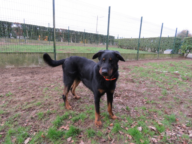 Shadow beauceron né le 1er avril 2021 9d2c6810