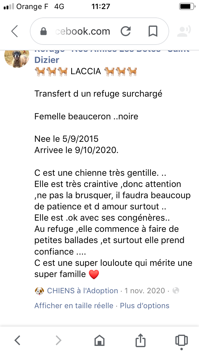 Laccia,beauceronne LOF née en sept 2015. A vécu toute sa vie dans l’enfer de l’elevage usine de drosnay dans le 51 9d82f610