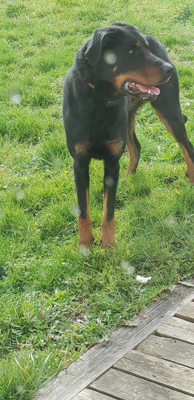 Moon , beauceronne née en sept 2016 9e8ec010