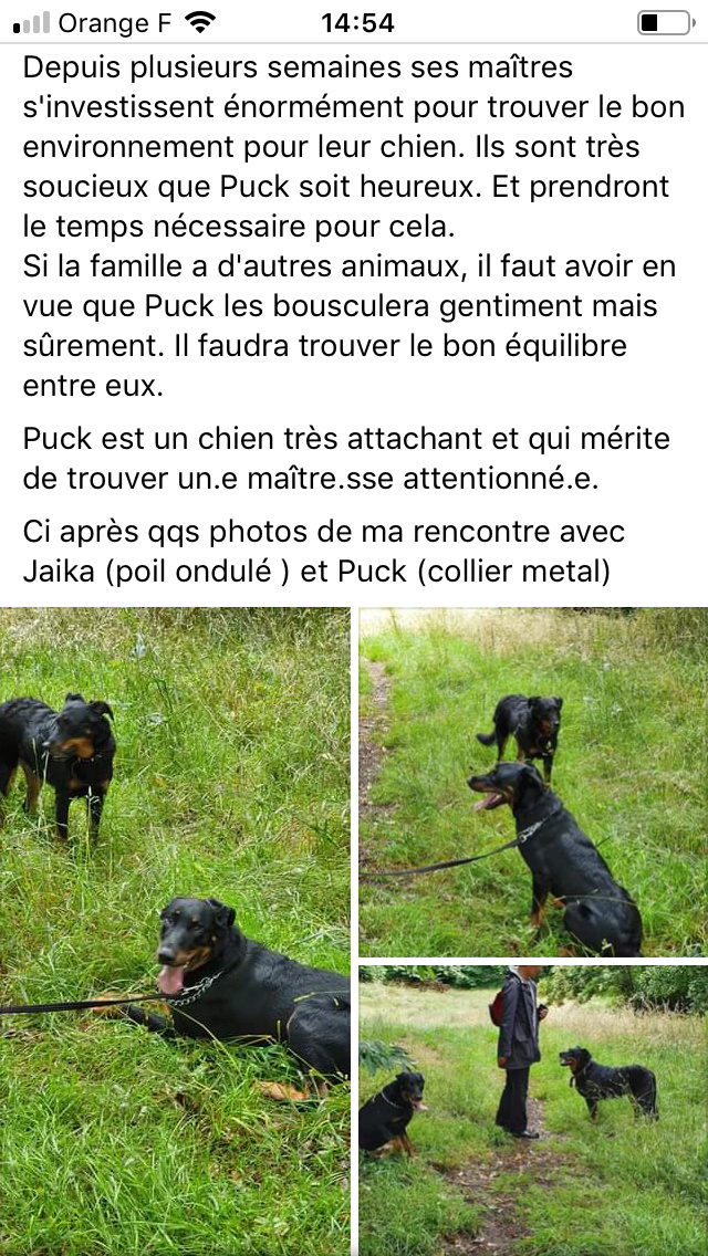 Puck mâle beauceron né en mai 2019 B4613010