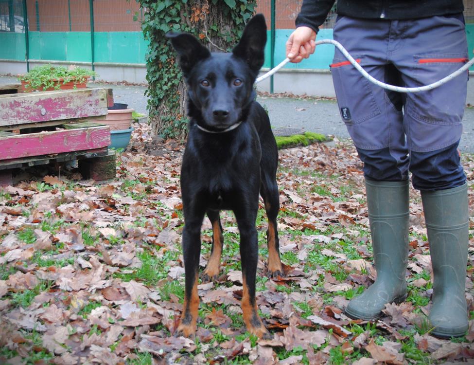 Pablo magnifique croisé beauceron ne en 2019.  C8359e10