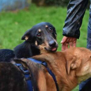 Belzebute femelle croisée beauceron né en décembre 2021 Cam_0411