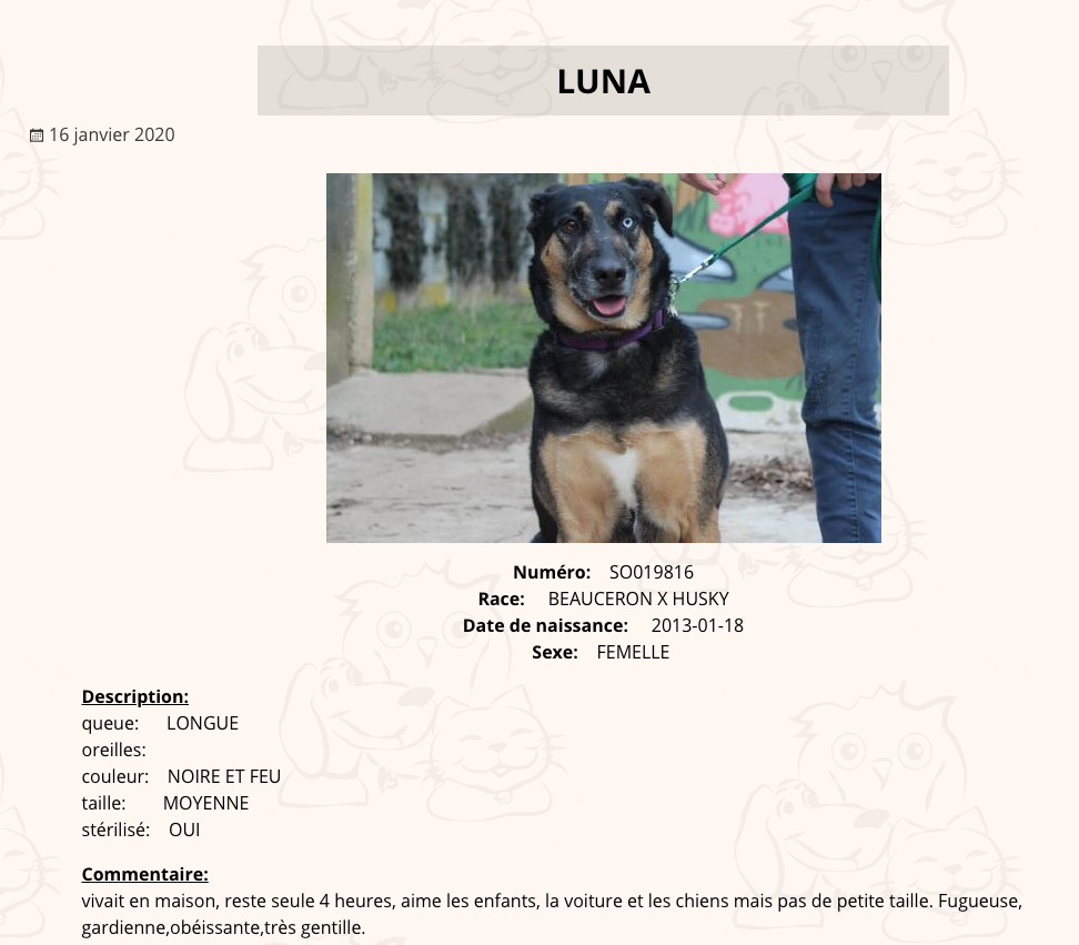 Luna, femelle croisée beauceron-husky née en 2018 Captu152