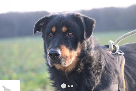 G Silver, croisé beauceron bien typé né en 2011 Captu161