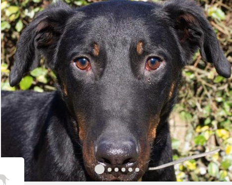 Boss, beauceron (pas de date de naissance de précisée sur le site de la SPA) Captu169