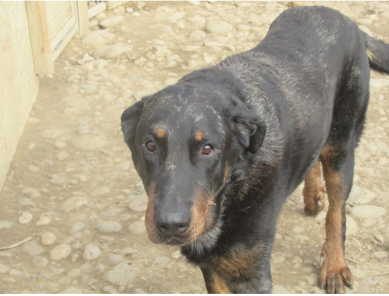 Black beauceron arlequin né en 2009 Captu173