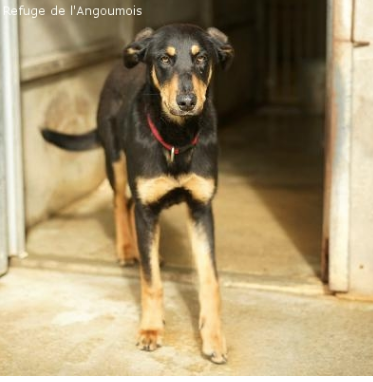 Rose croisée beauceronne née en juillet 2019  Captu178