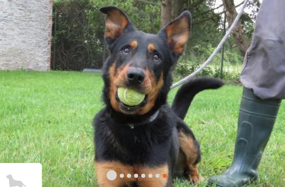 Spike, beauceron né en septembre 2016 Captu191