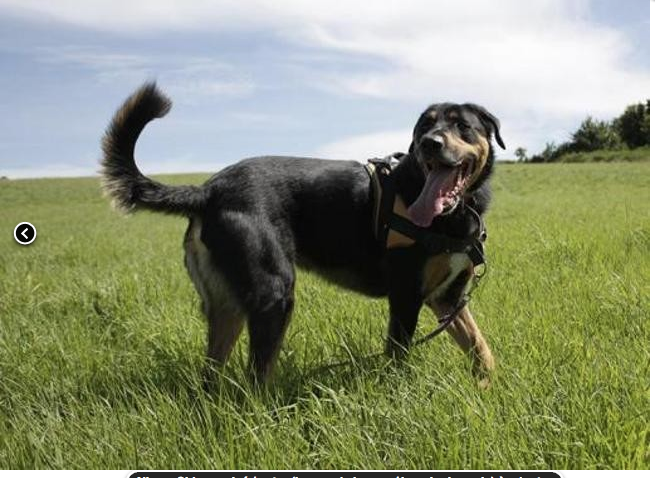 Nisco croisé beauceron né en janvier 2017 Captu226