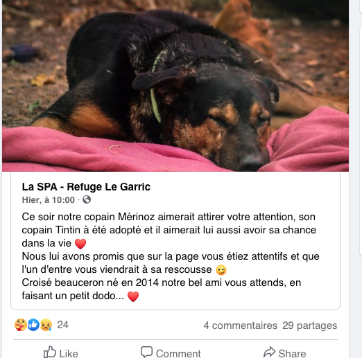 Mérinoz mâle croisé beauceron né en juillet 2014 (dpt81) Captu253