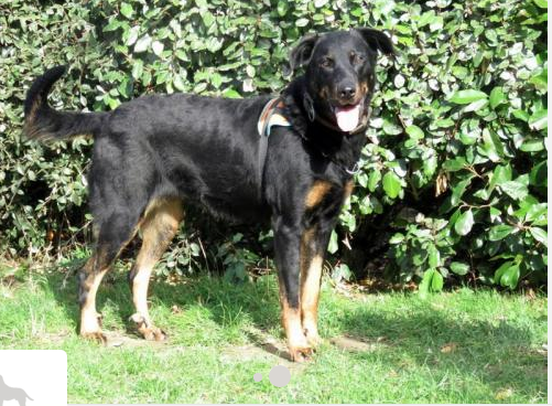 Phoenix beauceronne née en 2016. La pauvre, elle vivait dehors attachée... Captu270