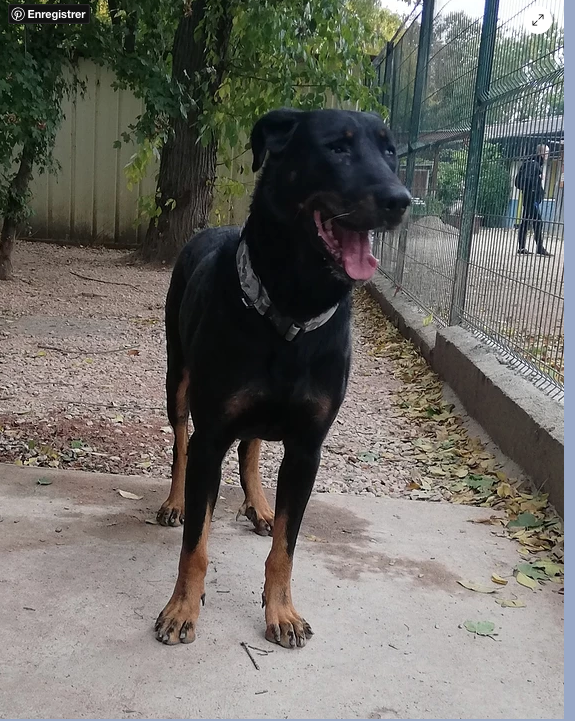 Magnum beauceron né en 2016. Un loulou qui a du etre maltraité. Il a besoin de reprendre confiance en l'humain Captu273