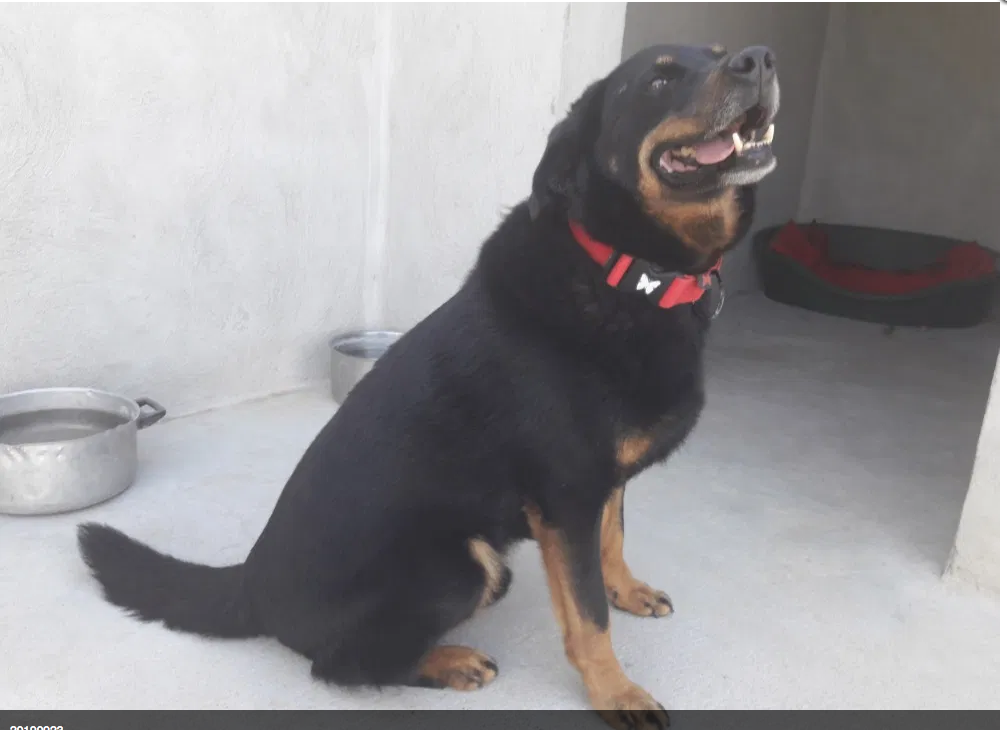 Finney, beauceron de 12 ans : un amour!!!!qui a eu une vie de misère Captu275