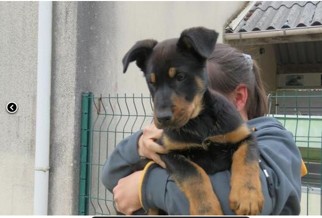 Alto, chiot beauceron ou croisé de deux mois  Captu336