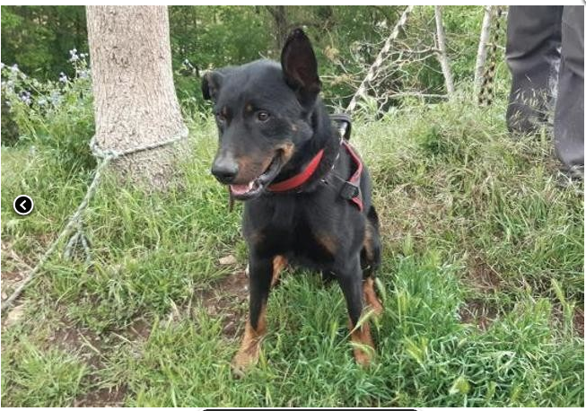 Pogo, un amour de beauceron né en 2019 a vécu des mois attaché au fond du jardin.... retiré à ses maitres. Captu350