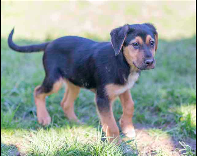 Reiki croisé beauceron né en septembre 2023 Captu402