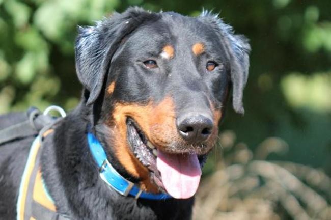 Magnum, beauceron né en 2016. Un bon loulou de famille. Chien-23