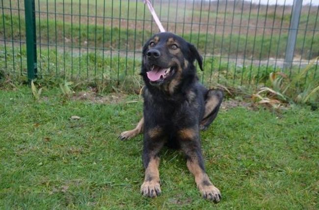 Isaac, magnifique croisé beauceronberger allemand né en nov 2013 Chien-35