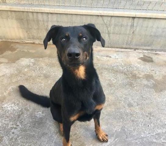 Yasuké, beauceron né en 2016. Il fait les frais d'un déménagement. Chien-38