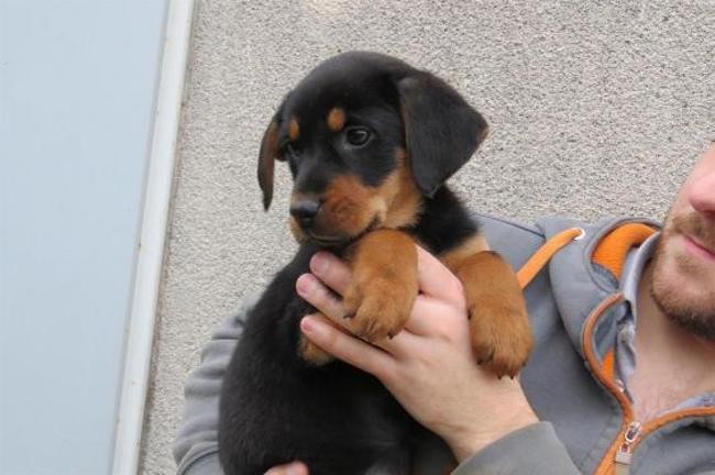 Rimmel Chiot de deux mois croisée beauceronne Chien-41