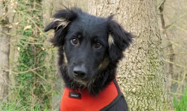 Summer chiot né en octobre 2019 croisé beauceron border . Il est magnifique! Chien-55