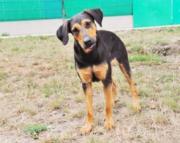 Prisca croisée née en 2017 et Filou (adopté), croisé beauceron bien typé né en 2014 et Roxy(Adopté) croisée née en 2017 Chien-77