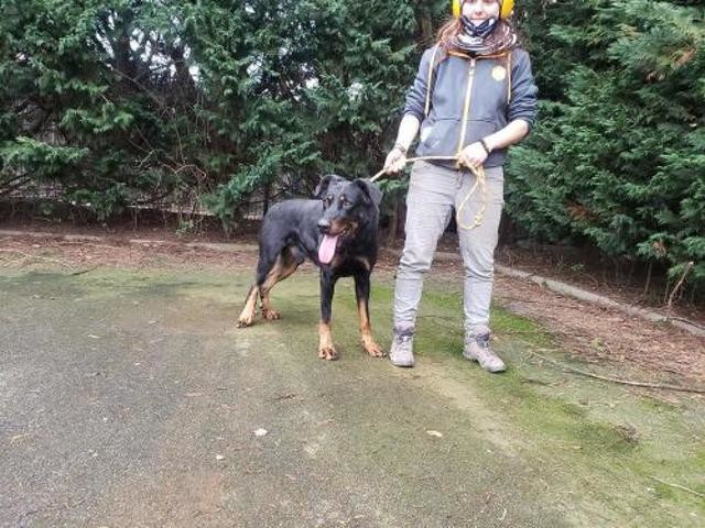 Newton beauceron né en 2017 Chien-97