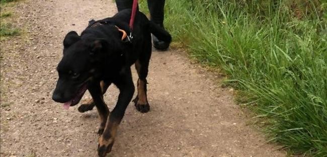 Sando chiot beauceron né en décembre 2020 ( 4 mois et demi) Chien106