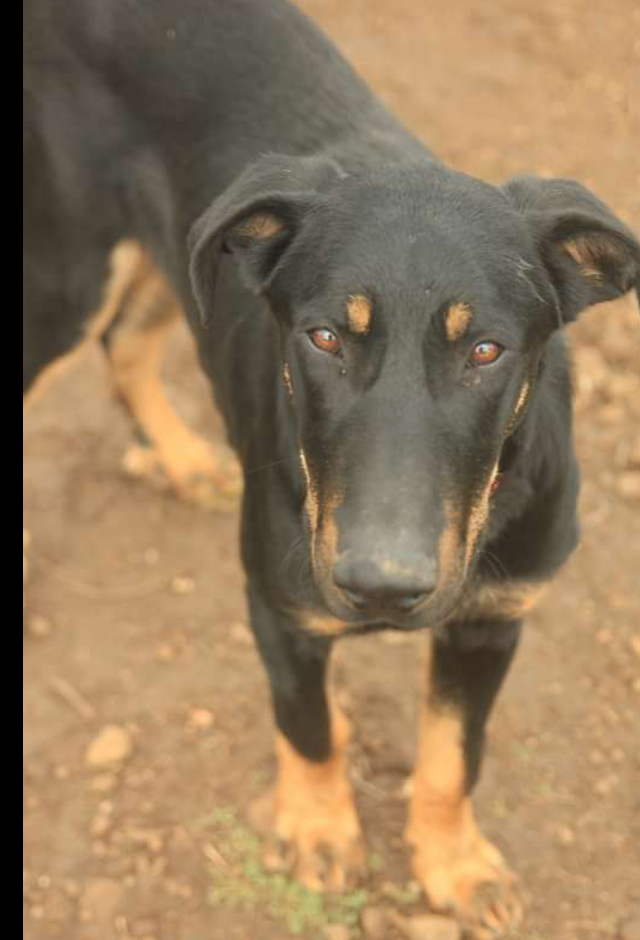 Choco, beauceron né en octobre 2022. Un amour d’une gentillesse infinie  E1ef8f10