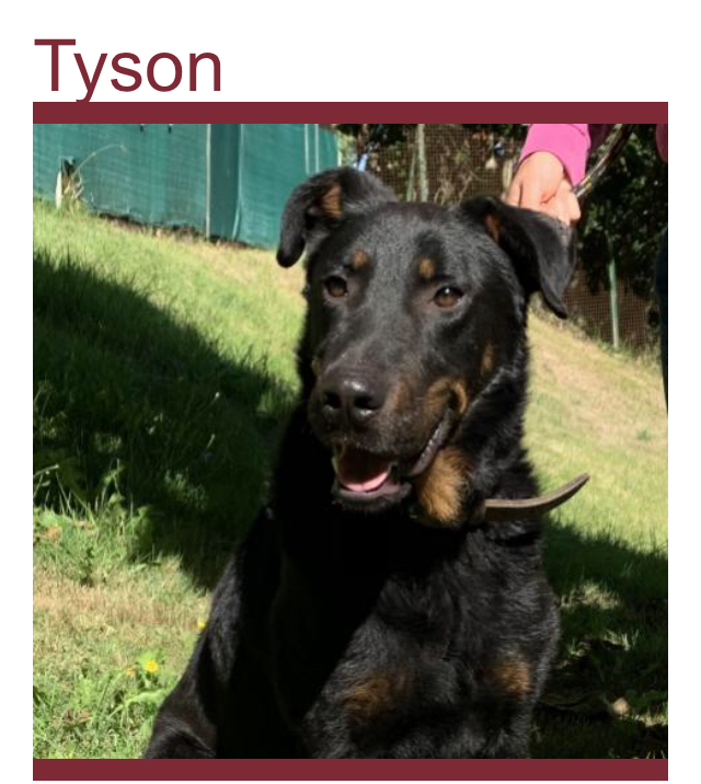 ( dpt 24) Tyson beauceron né en 2017 ( trouvé errant, vient d’arriver au refuge ) E8c5b410