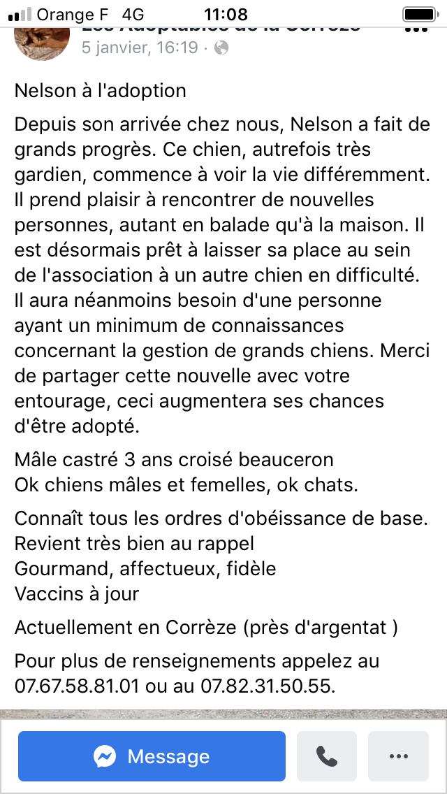 Nelson, mâle croisé beauceron arlequin né en 2018. Ok tout! E8de4010