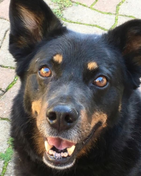 Finney, beauceron de 12 ans : un amour!!!!qui a eu une vie de misère Finney10