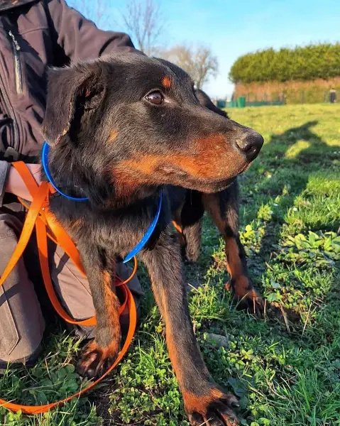 ( pas encore à l’adoption )Ulhan jeune beauceron de 9 mois né le 20 mai 2023 Img_2015