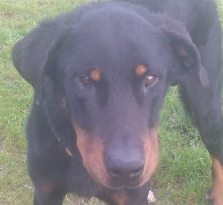 Oslo et Rambo (adopté) 2 mâles beaucerons nés 2014, l'un retiré pour maltraitance, l'autre arrivé de Roumanie Oslo10