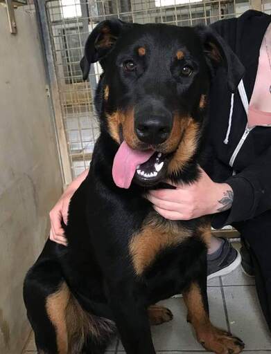 Simba, beauceron né en mai 2019. Un amour! Simba10