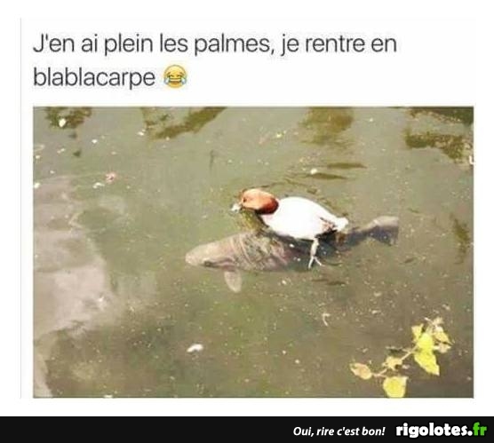 HUMOUR - Page 37 20180829