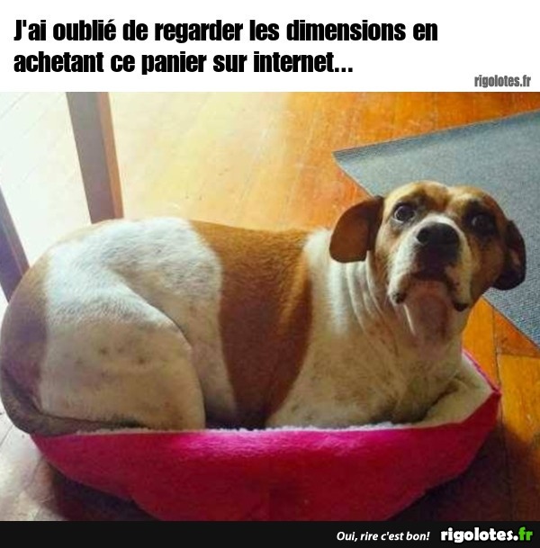 humour - Page 21 20210817