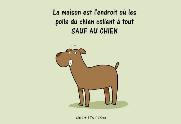 HUMOUR - Page 21 Chien-10