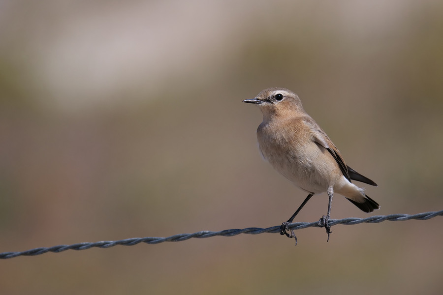 Photos du 6/09/2019 P1384411