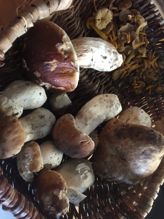 Champignons 2019 D4f64510