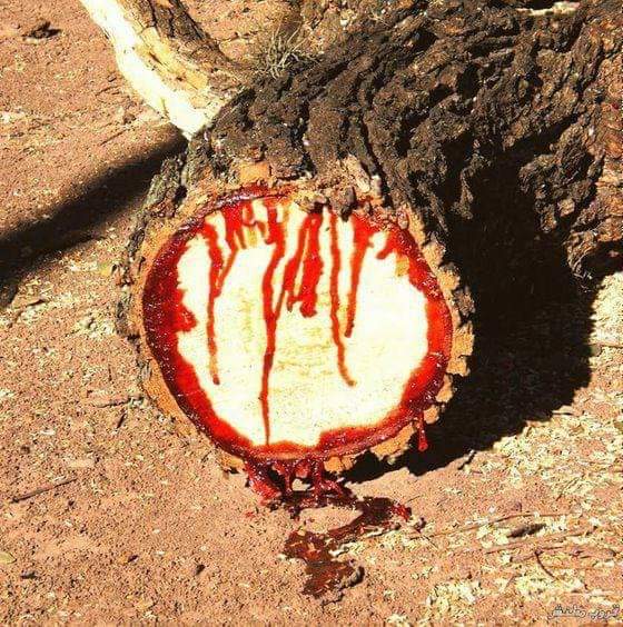 شجرة دم التنين او دم الاخوين Fb_im160