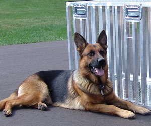 كلب الدراك يستخدم للصيد Kalb_510